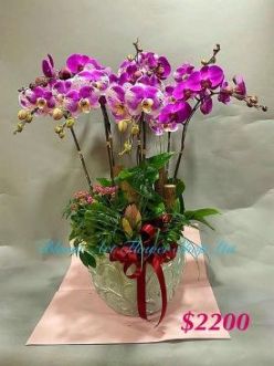 Orchid Phalaenopsis Gift Set - CODE 11799